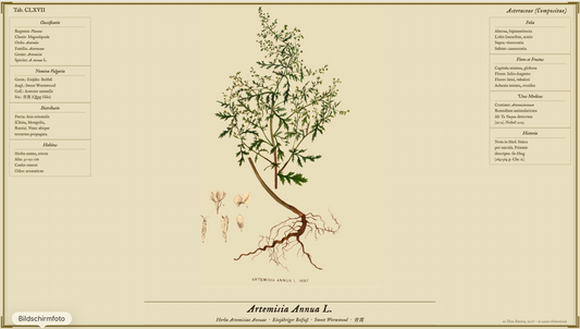 Artemisia annua – Botanik, Geschichte und Forschungsstand